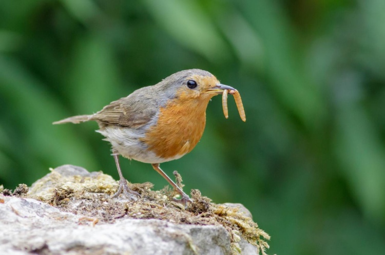 Top Tips for Feeding Small Birds: Dried Mealworms Feeding Guide